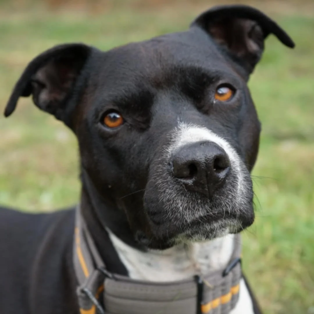 Staffordshire Bull Terrier