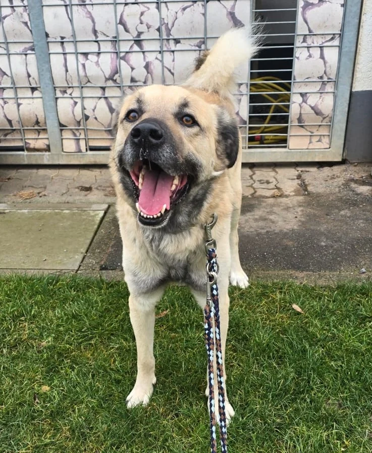 Kangal