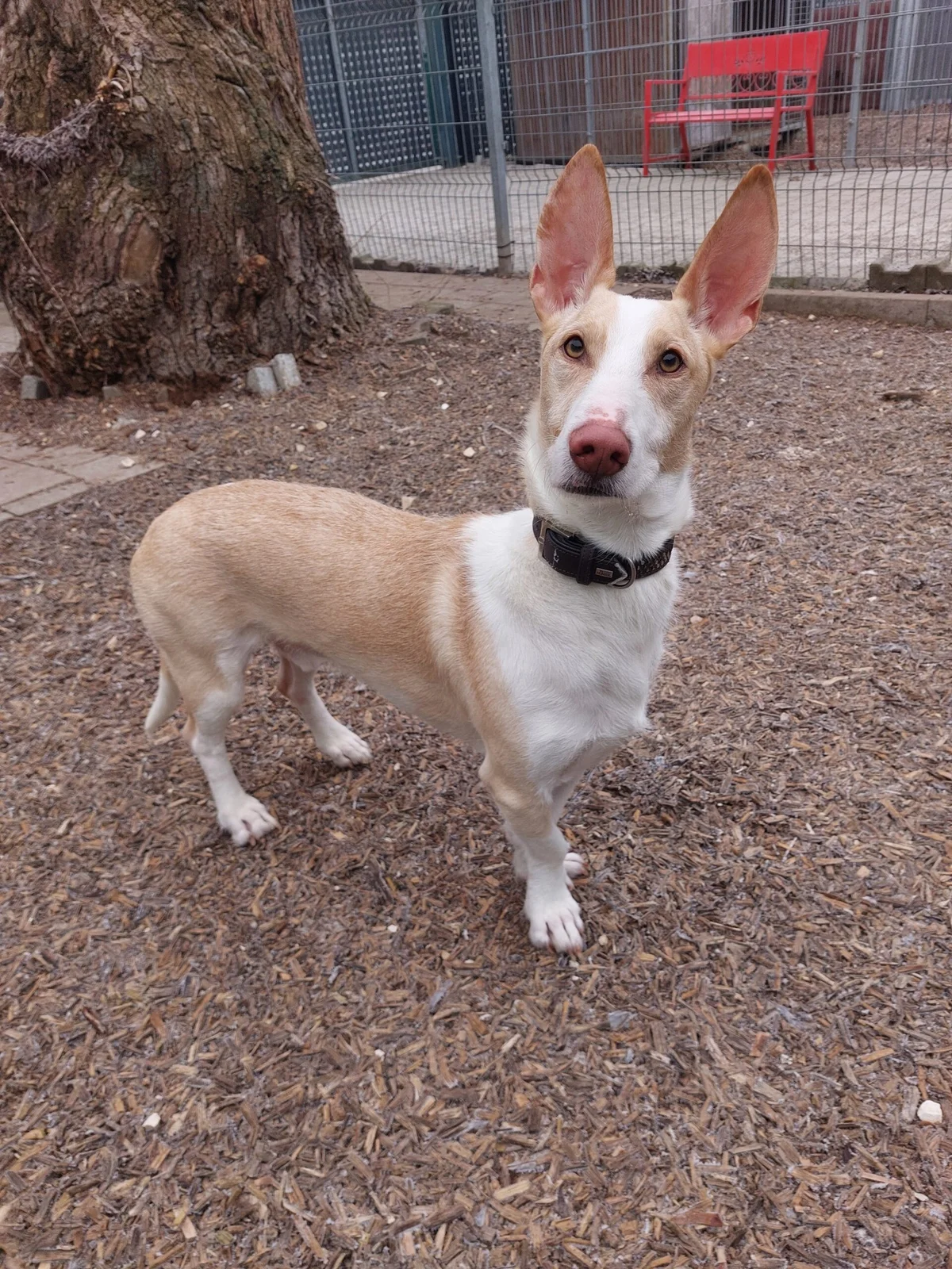 Podenco