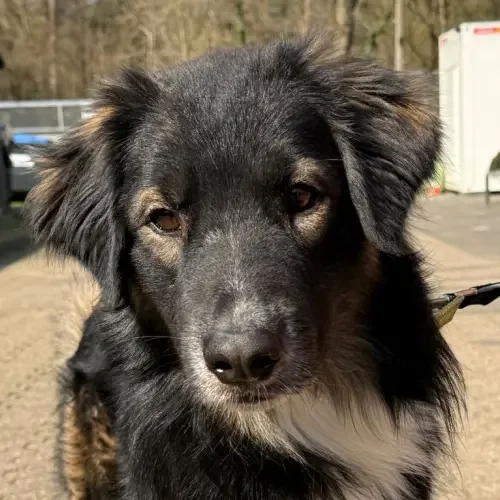 Collie