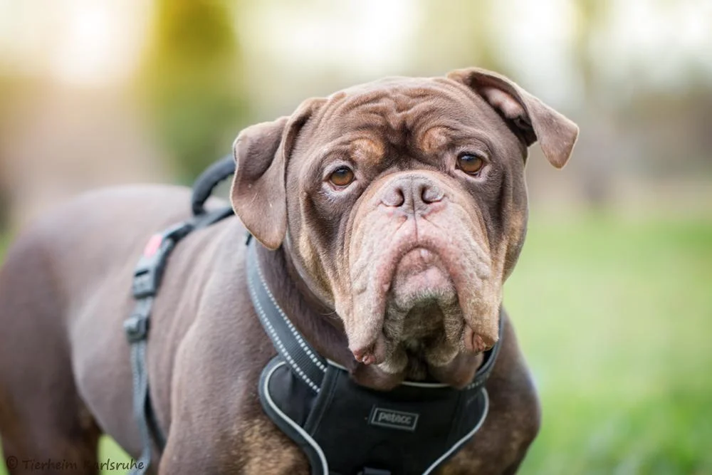 French Bulldog