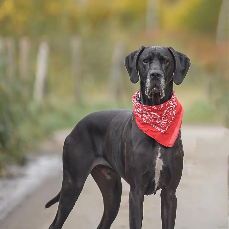 Great Dane