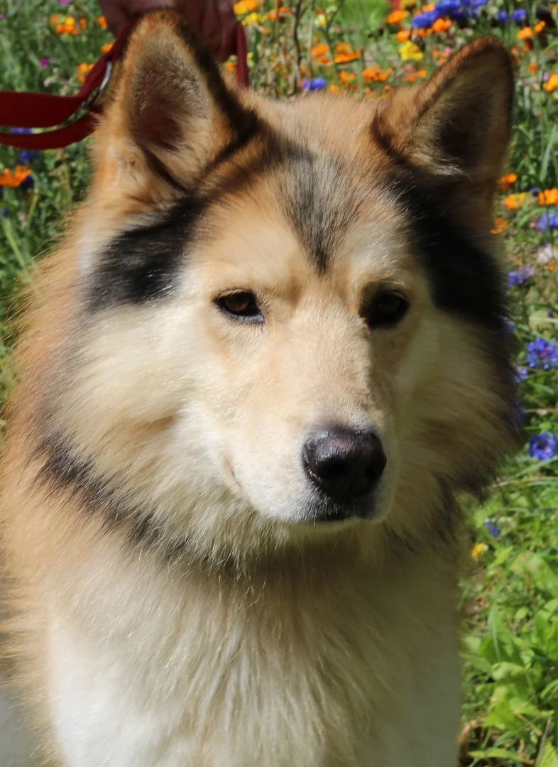Husky