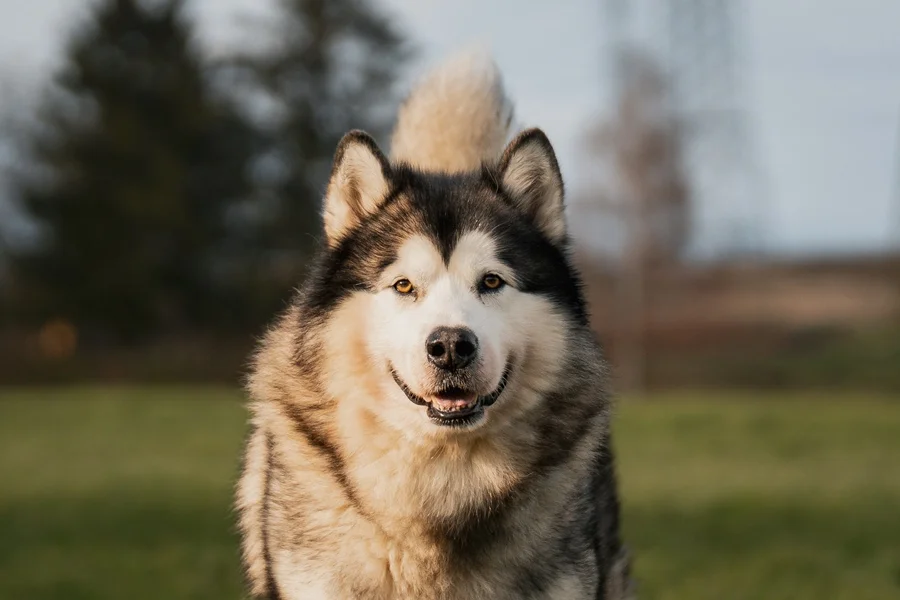 Alaskan Malamute
