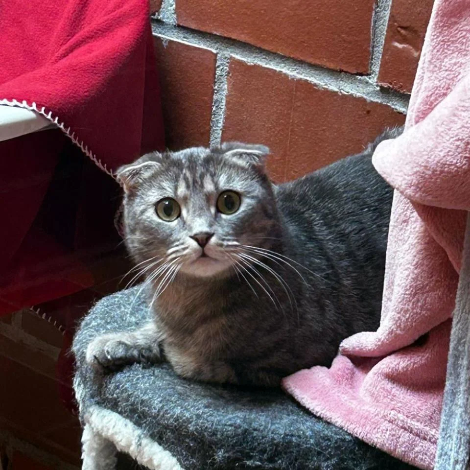 Scottish Fold
