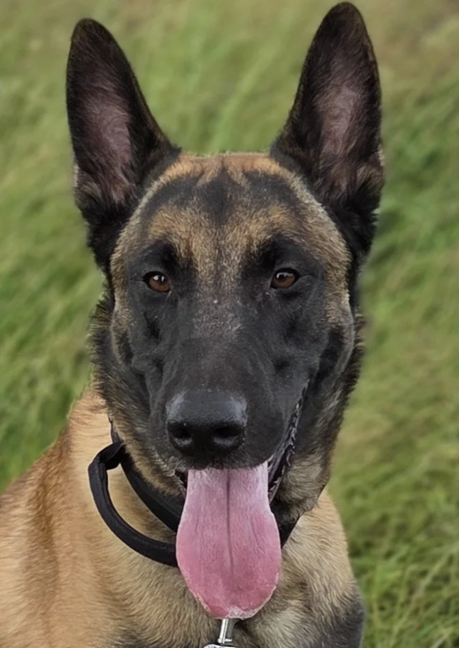 Belgian Malinois