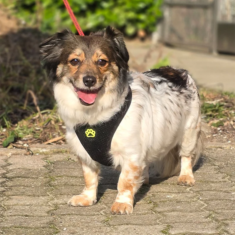Jack Russell Terrier