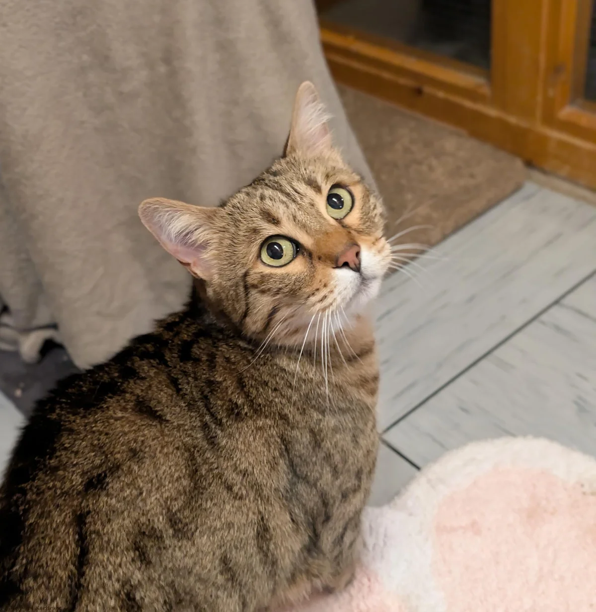 Mixed Breed Cat