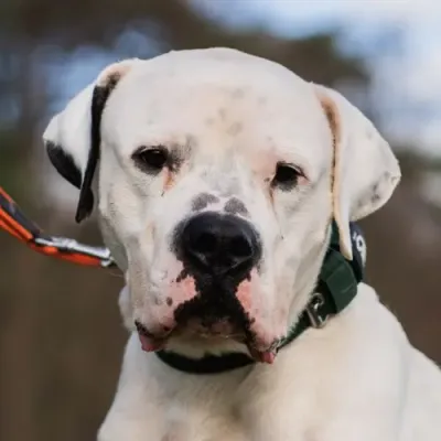 Paco (reserviert), adopted