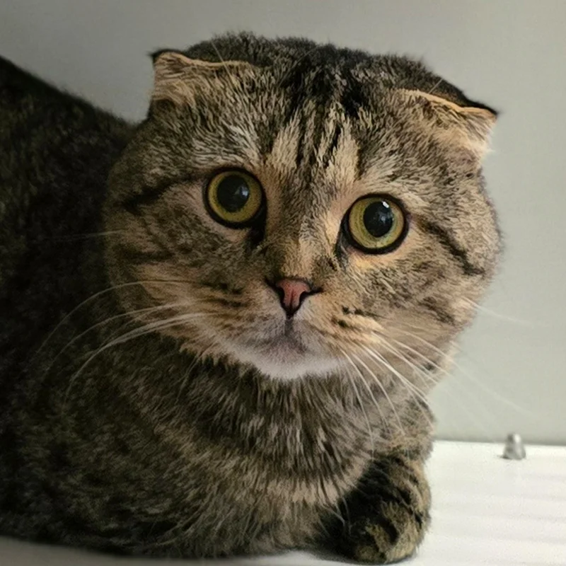 Scottish Fold
