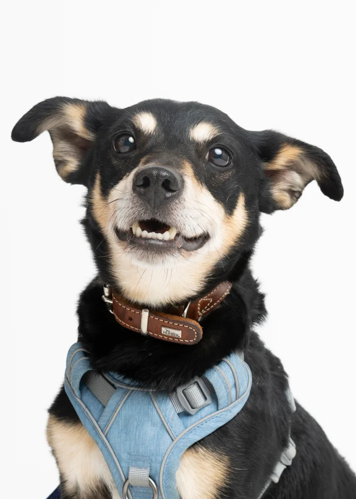 Jack Russell Terrier