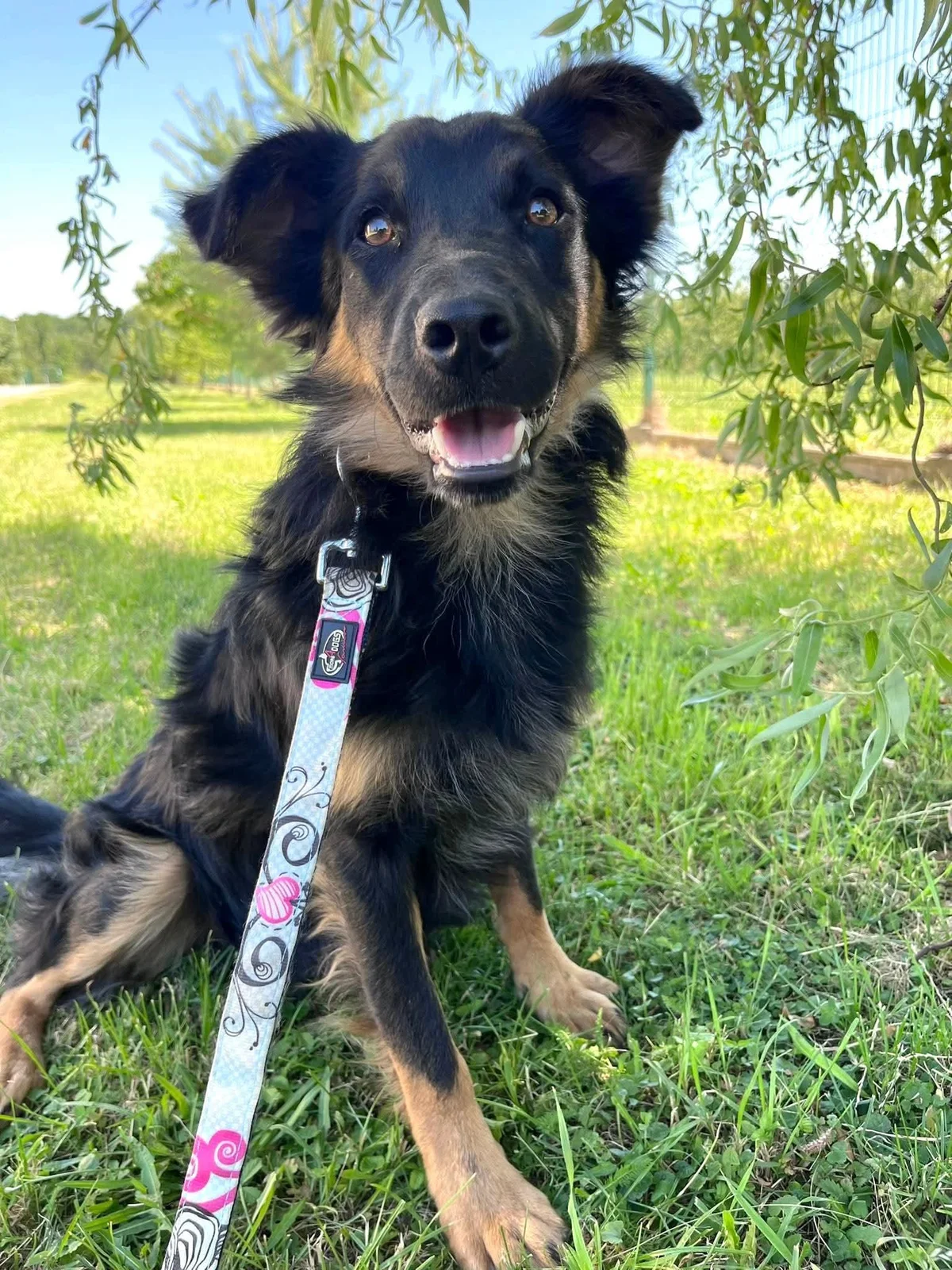 Doberman