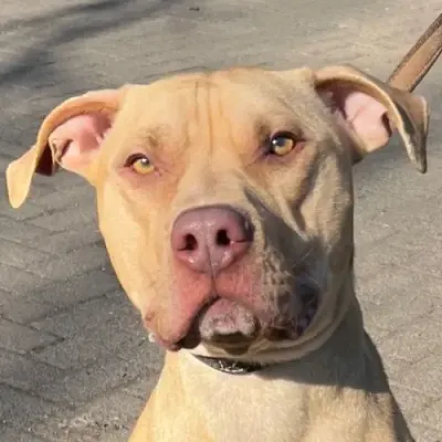 Timon (reserviert), adopted