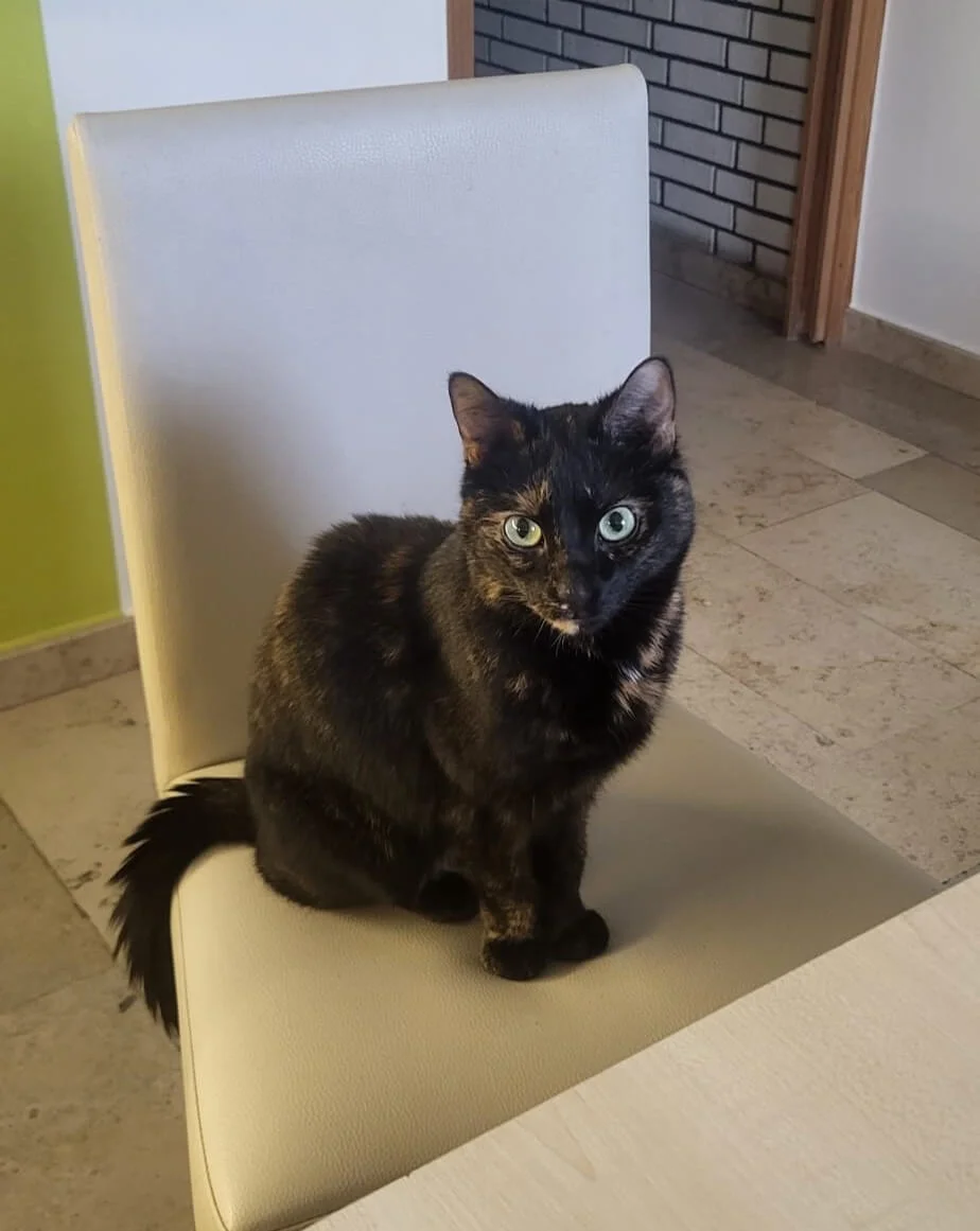 Mixed Breed Cat