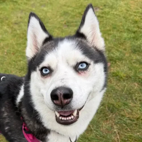 Husky