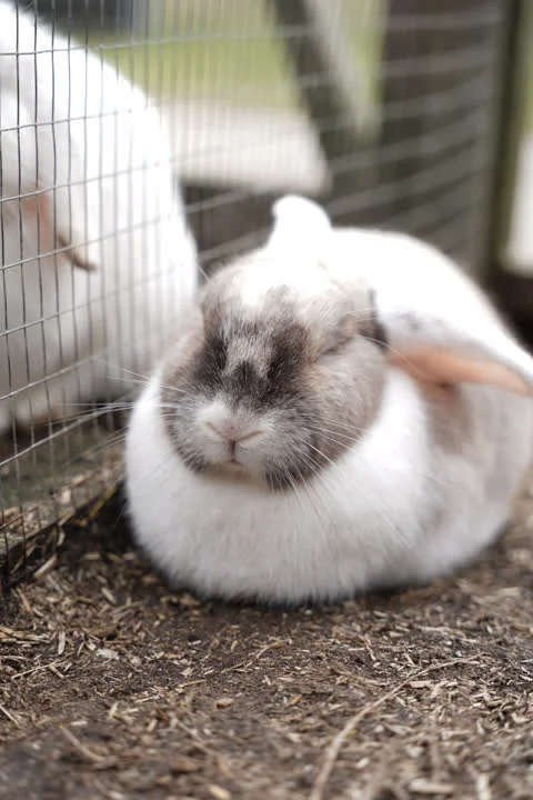 Speedy - På vej i nyt hjem