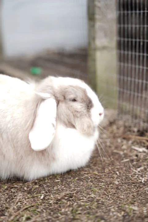 Lavendel - På vej i nyt hjem