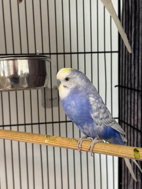 Midnight - ikke klar til formidling