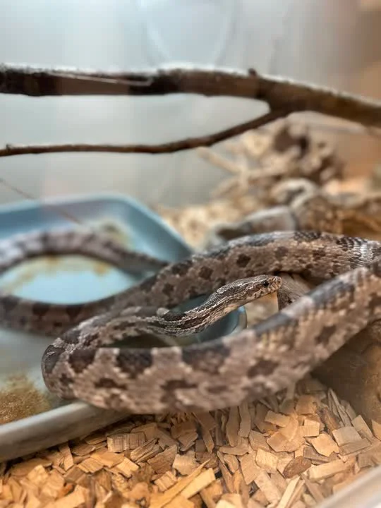 Newton - ikke klar til formidling