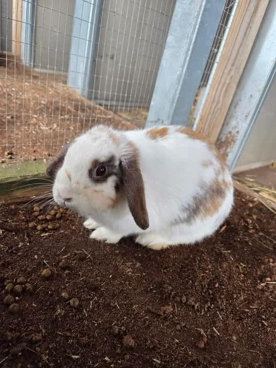 Isadora - På vej i nyt hjem