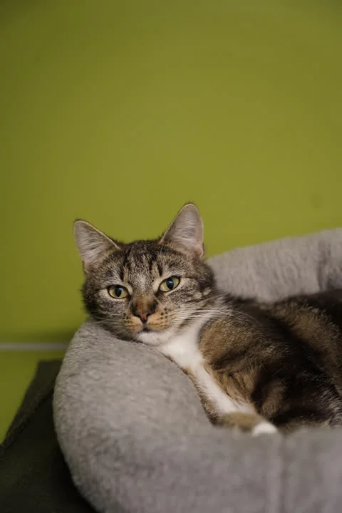 Maggie - på vej i nyt hjem