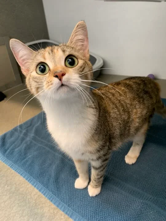 Nala - på vej i nyt hjem