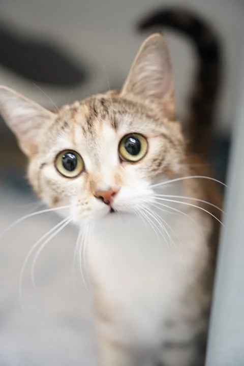 Nala - på vej i nyt hjem