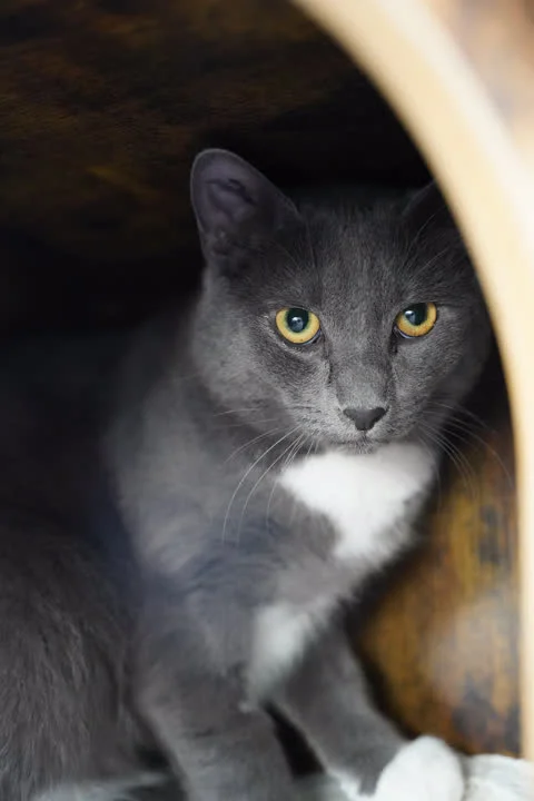 Eddie - På vej i nyt hjem