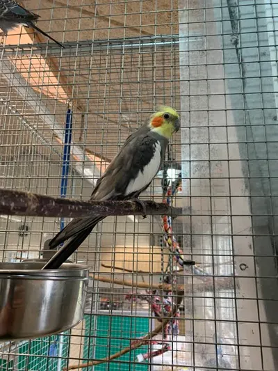 Matros, adopted