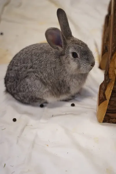 Plexi, adopted