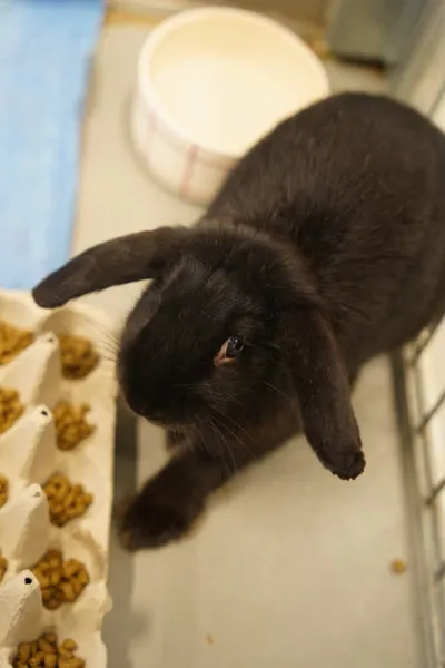 Blackie, adopted