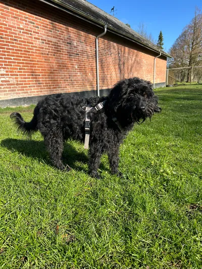 Bumle, adopted