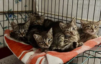 5841-5845, adopted