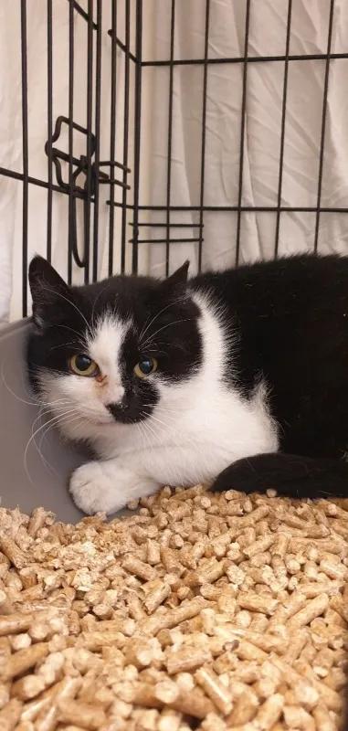 Coca, adopted