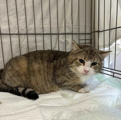 Scree, adopted