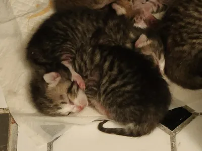 Kookos, adopted