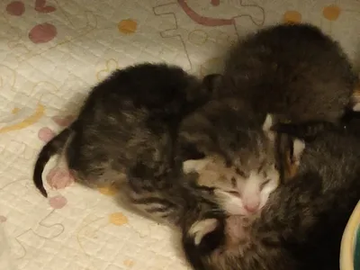 Pipar, adopted
