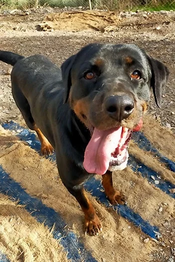 Rottweiler