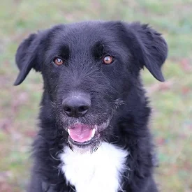 Mixed Breed