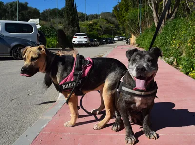 Trece y Ocho, adopted