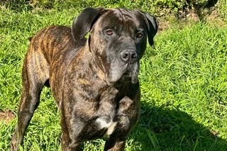 Presa Canario