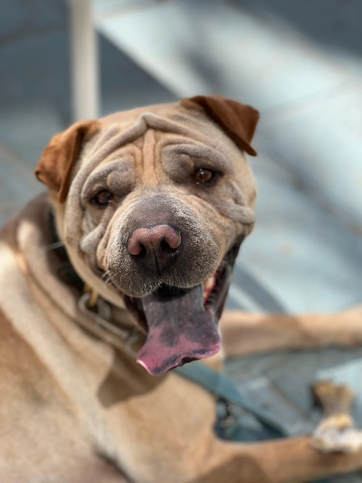 Shar Pei