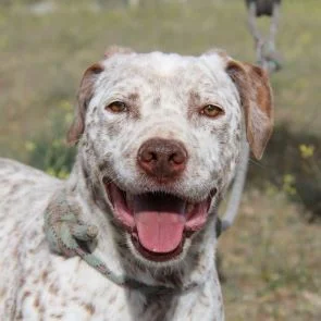 American Staffordshire Terrier