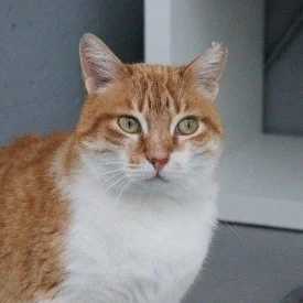 European Shorthair