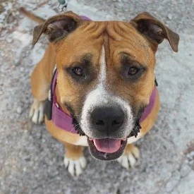Pit Bull Terrier