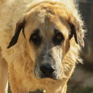 Spanish Mastiff