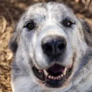 Sally RESERVADA, adopted