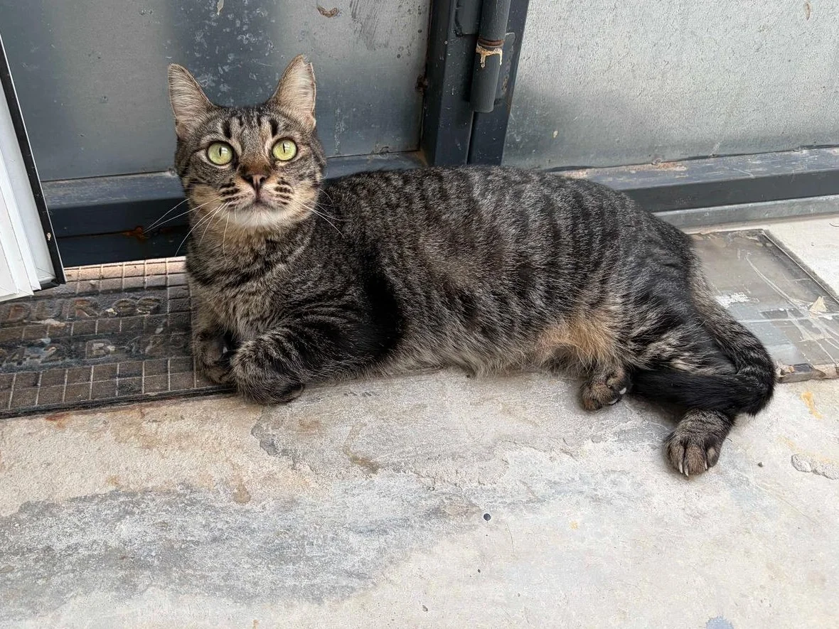 Domestic Shorthair