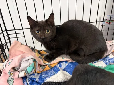 Pipa, adopted