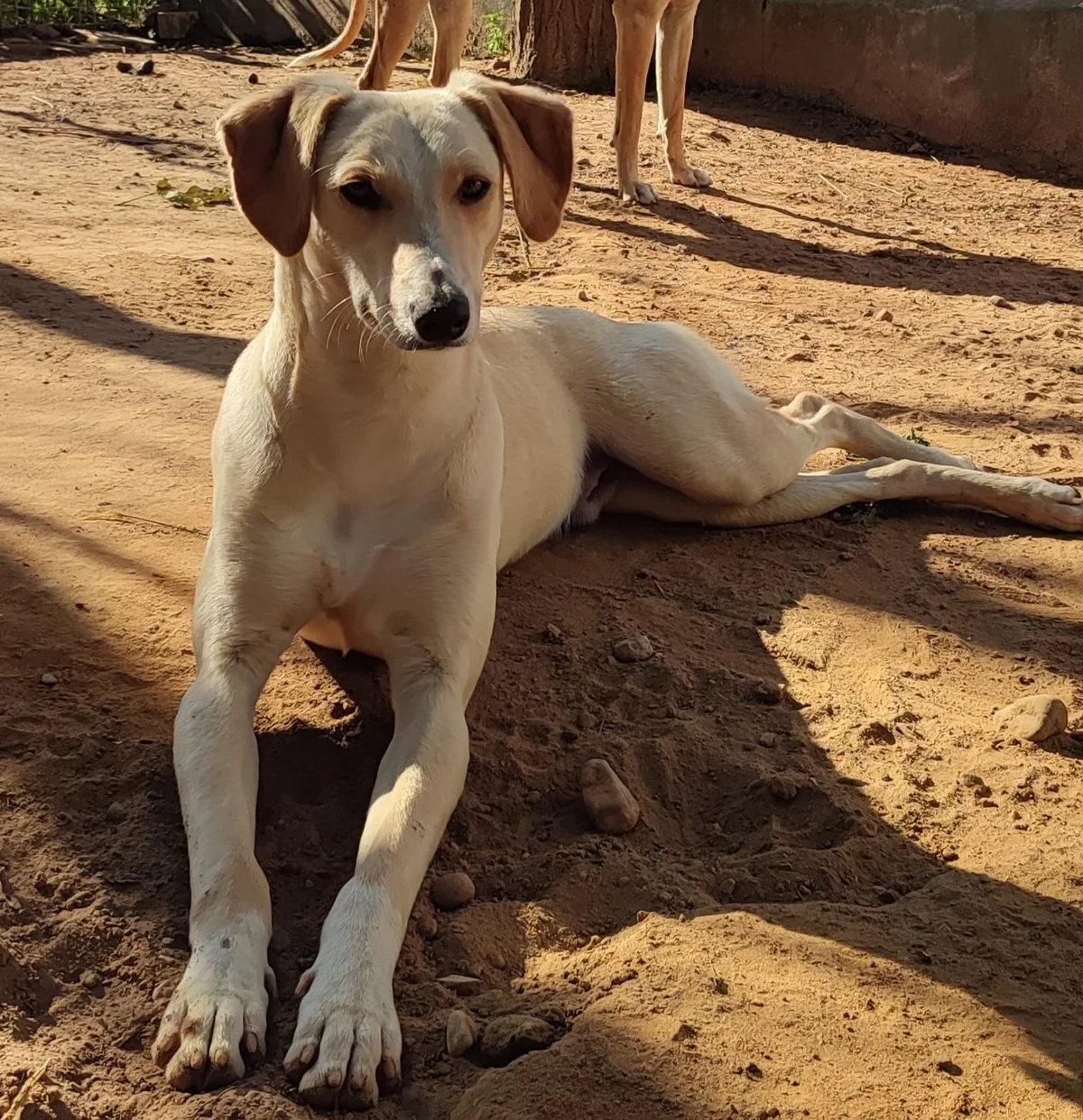 Galgo Español